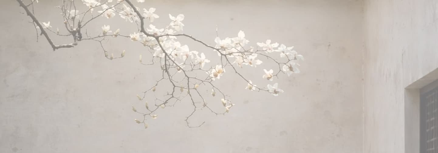 Magnolia branch over warm plaster